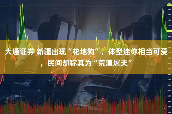 大通证券 新疆出现“花地狗”,体型迷你相当可爱,民间却称其为“荒漠屠夫”